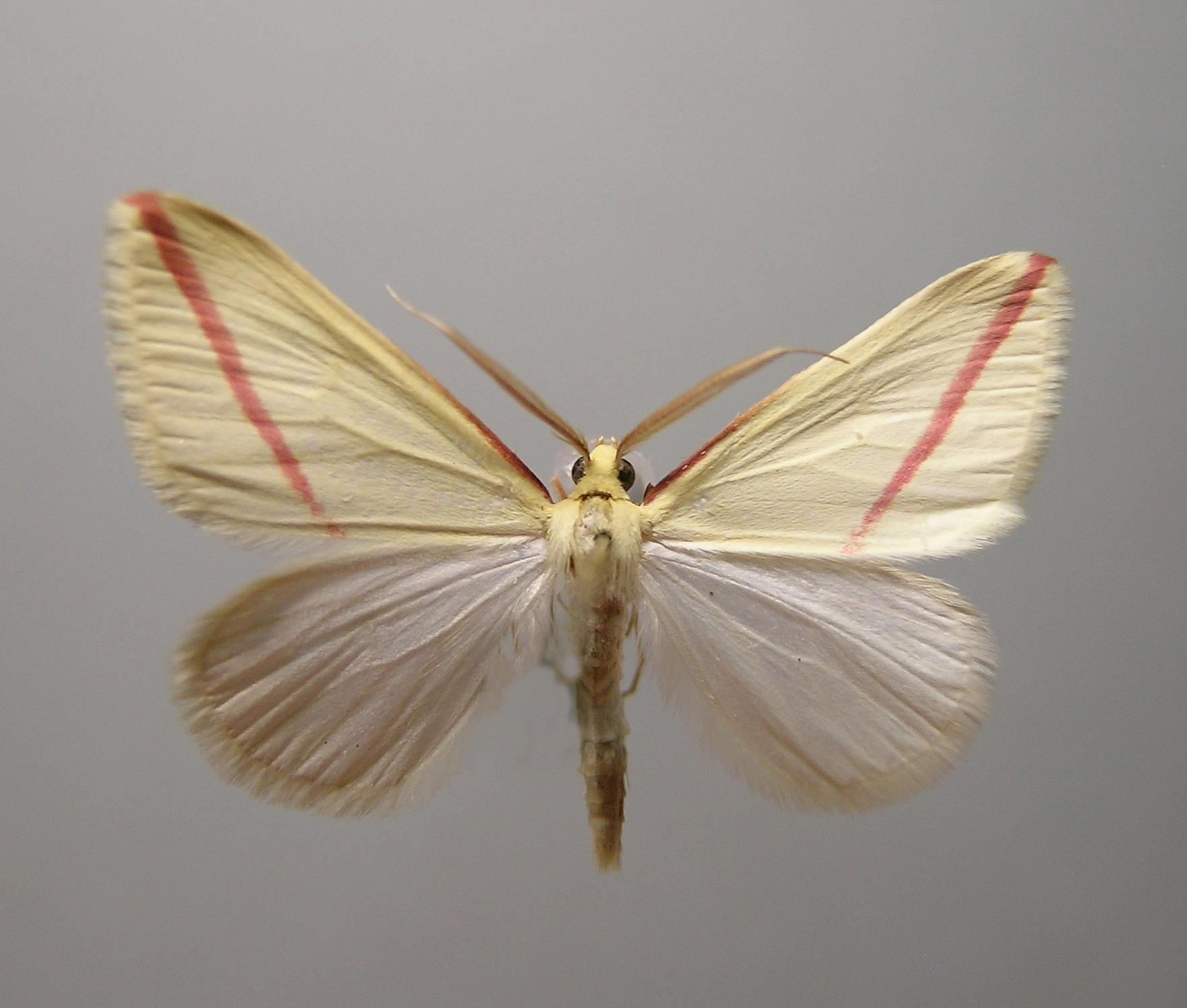 roodstreepspanner, Rhodometra sacraria, Han KS, coll. Naturalis, Leiden, 17870.jpg